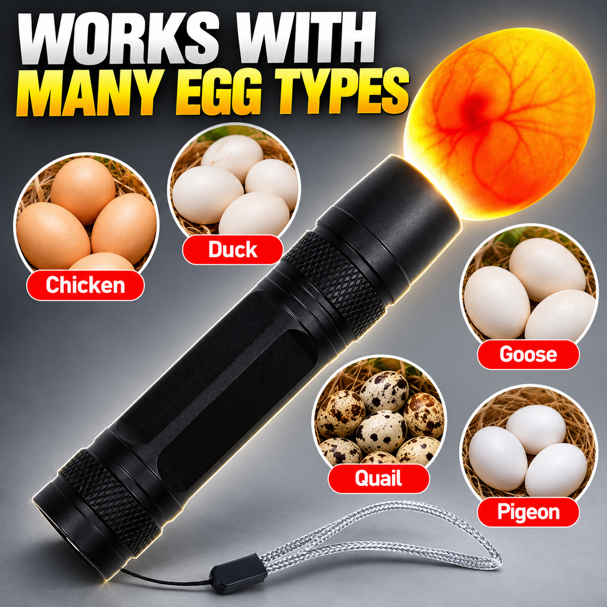 🥚 可充电 LED 照蛋器 - 冷光胚胎检查工具 💡